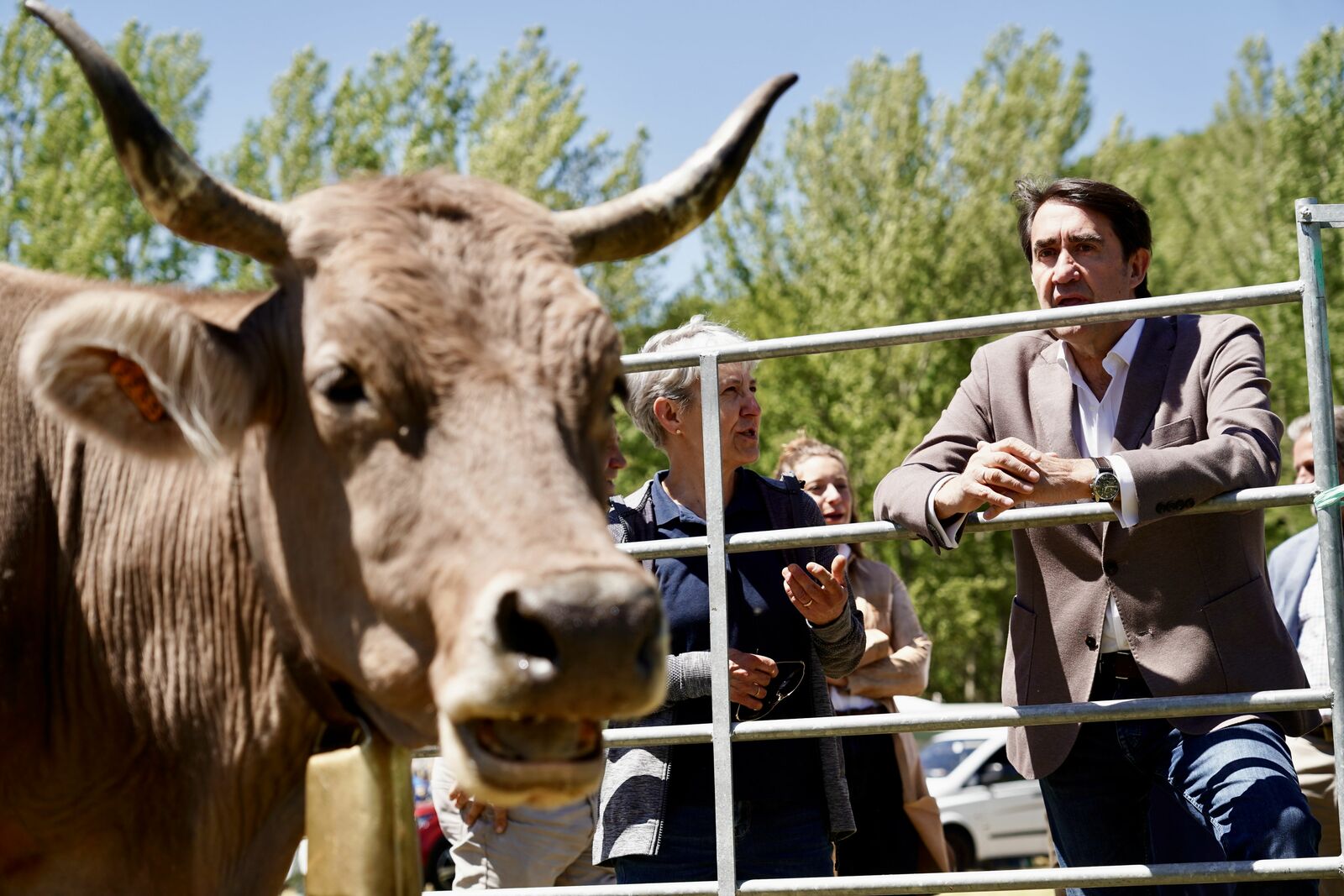 El consejero de Medio Ambiente, Juan Carlos Suárez-Quiñones, en la Feria de la Raza Parda de Montaña de Crémenes. | CAMPILLO (ICAL)