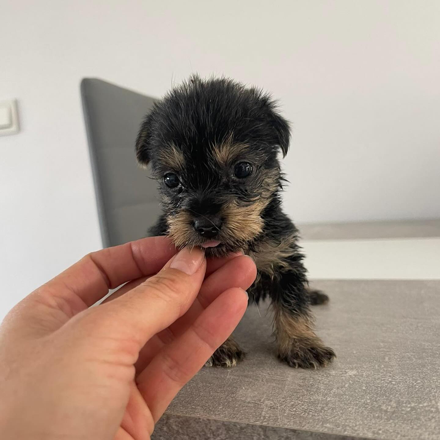 Uno de los cachorros encontrados por la ONGen los últimos meses.