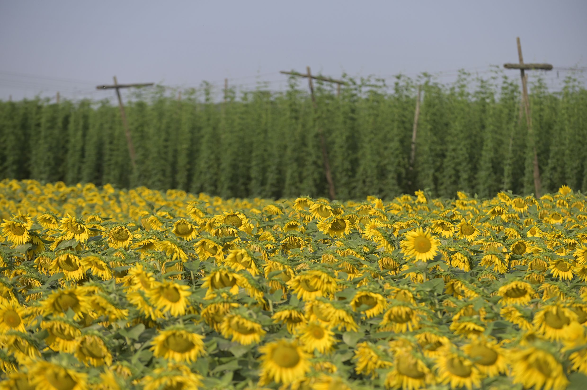 Cultivo de girasoles con lúpulo al fondo en la provincia de León. | JESÚS F. SALVADORES