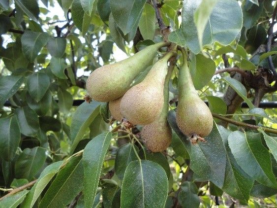La infección de la "mancha negra" puede afectar a los perales bercianos. 