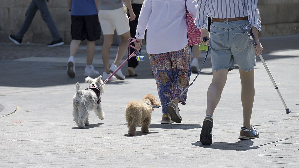Los perros son protagonistas en la nueva ordenanza de limpieza. | MAURICIO PEÑA Los perros son protagonistas en la nueva ordenanza de limpieza. | MAURICIO PEÑA