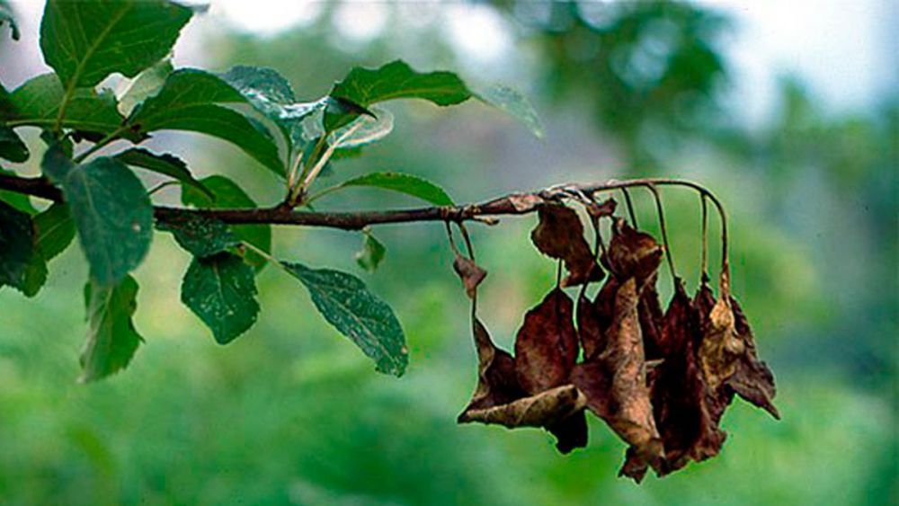 Planta afectada por fuego bacteriano.