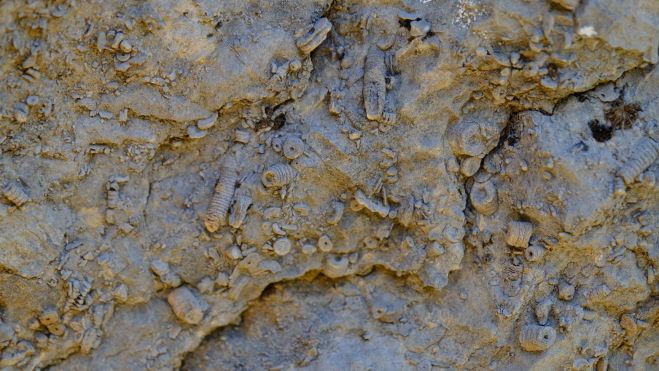 Crinodeos. | VICENTE GARCÍA Crinodeos. | VICENTE GARCÍA