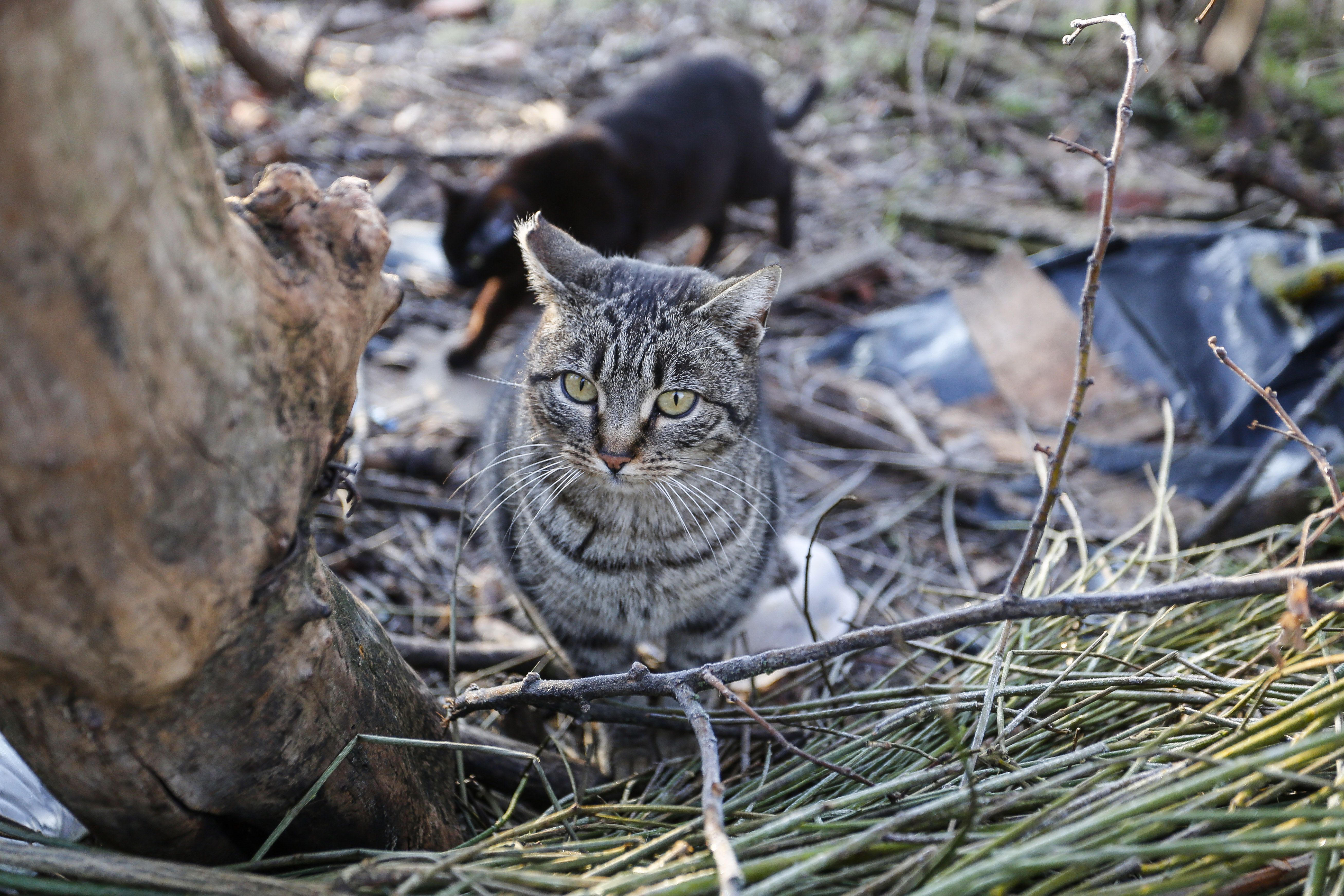 Una de las colonias de gatos que hay en la ciudad de León. | CAMPILLO (ICAL)