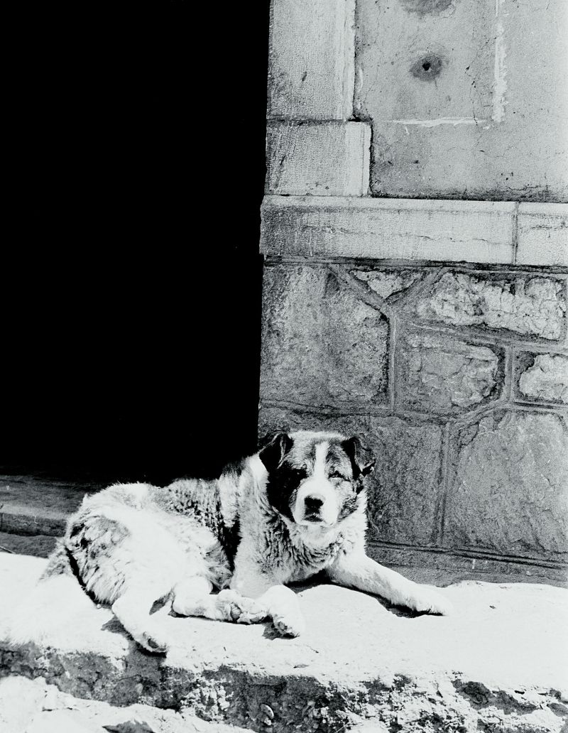 un perro tan popular como cualquier vecino, el Cancán de Juanito. | FERNANDO RUBIO un perro tan popular como cualquier vecino, el Cancán de Juanito. | FERNANDO RUBIO