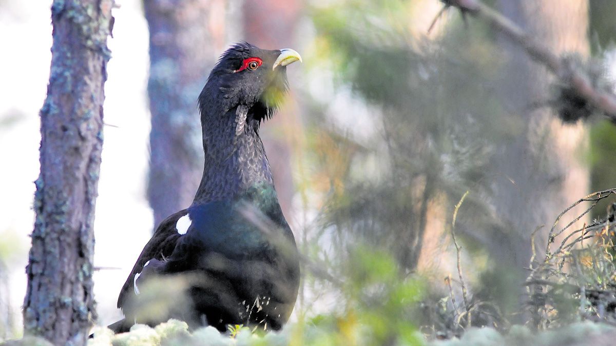 El censo permitirá adoptar medidas para la conservación del urogallo cantábrico. | SEO BIRDLIFE