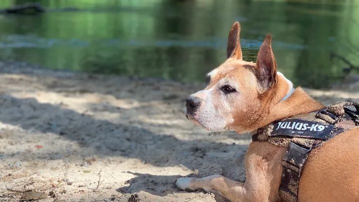 El perro Roco. | L.N.C.