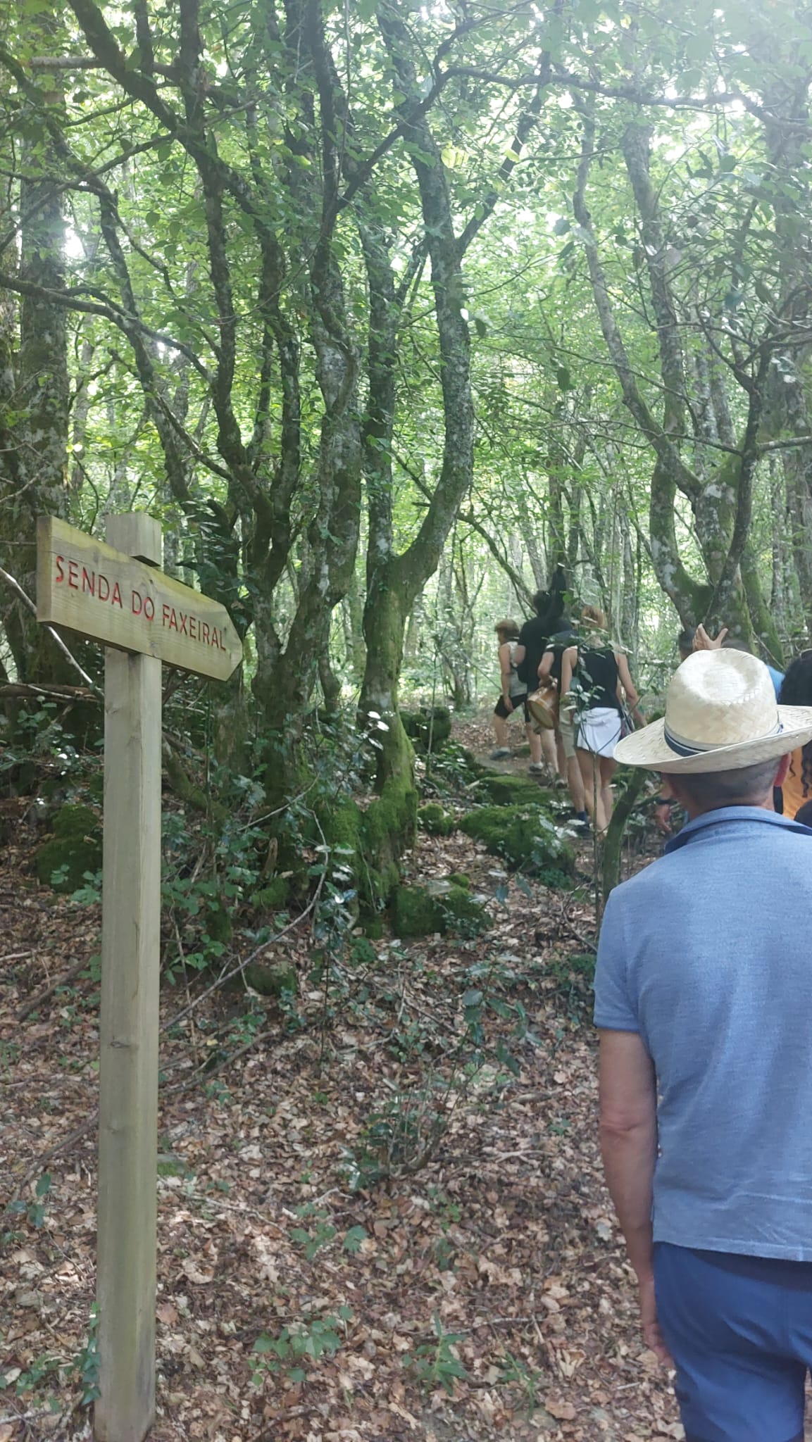 Señal que indica la ruta a seguir por el hayedo Señal que indica la ruta a seguir por el hayedo