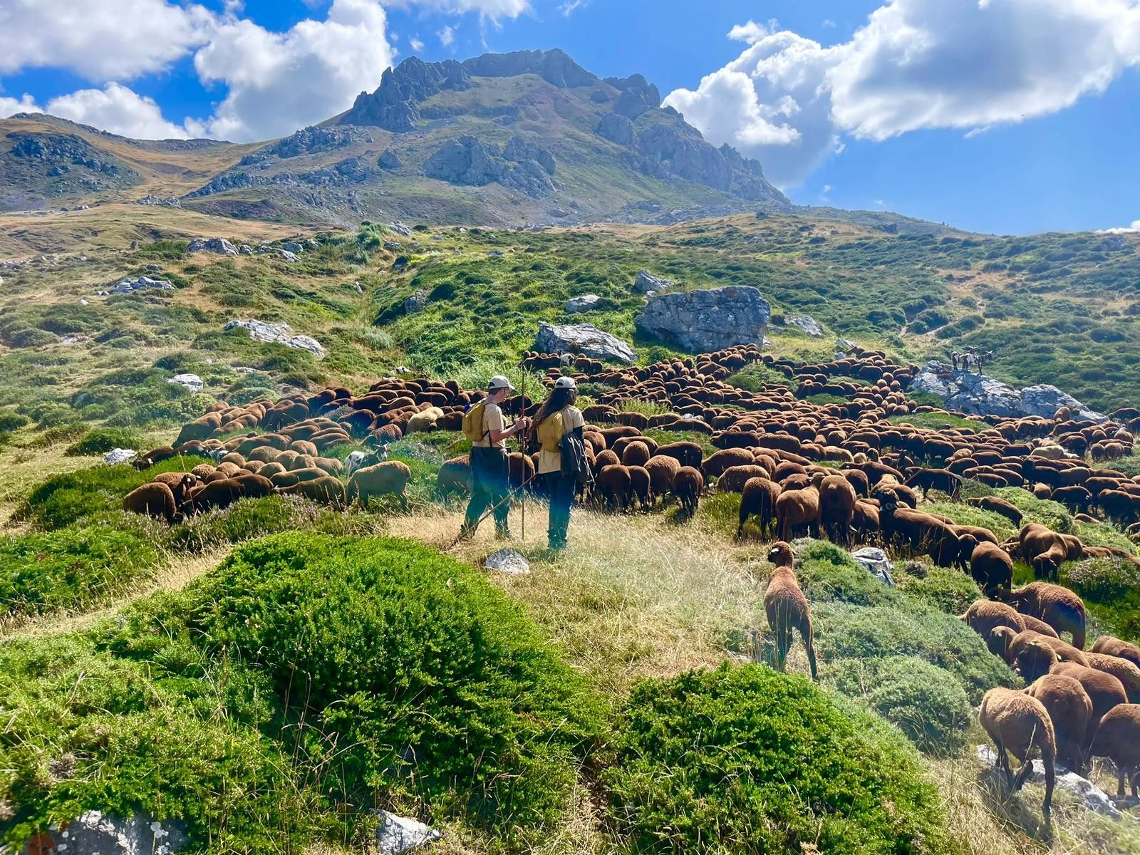 Los niños con un rebaño de ovejas en la Aventura Trashumante 2024. | L.N.C.