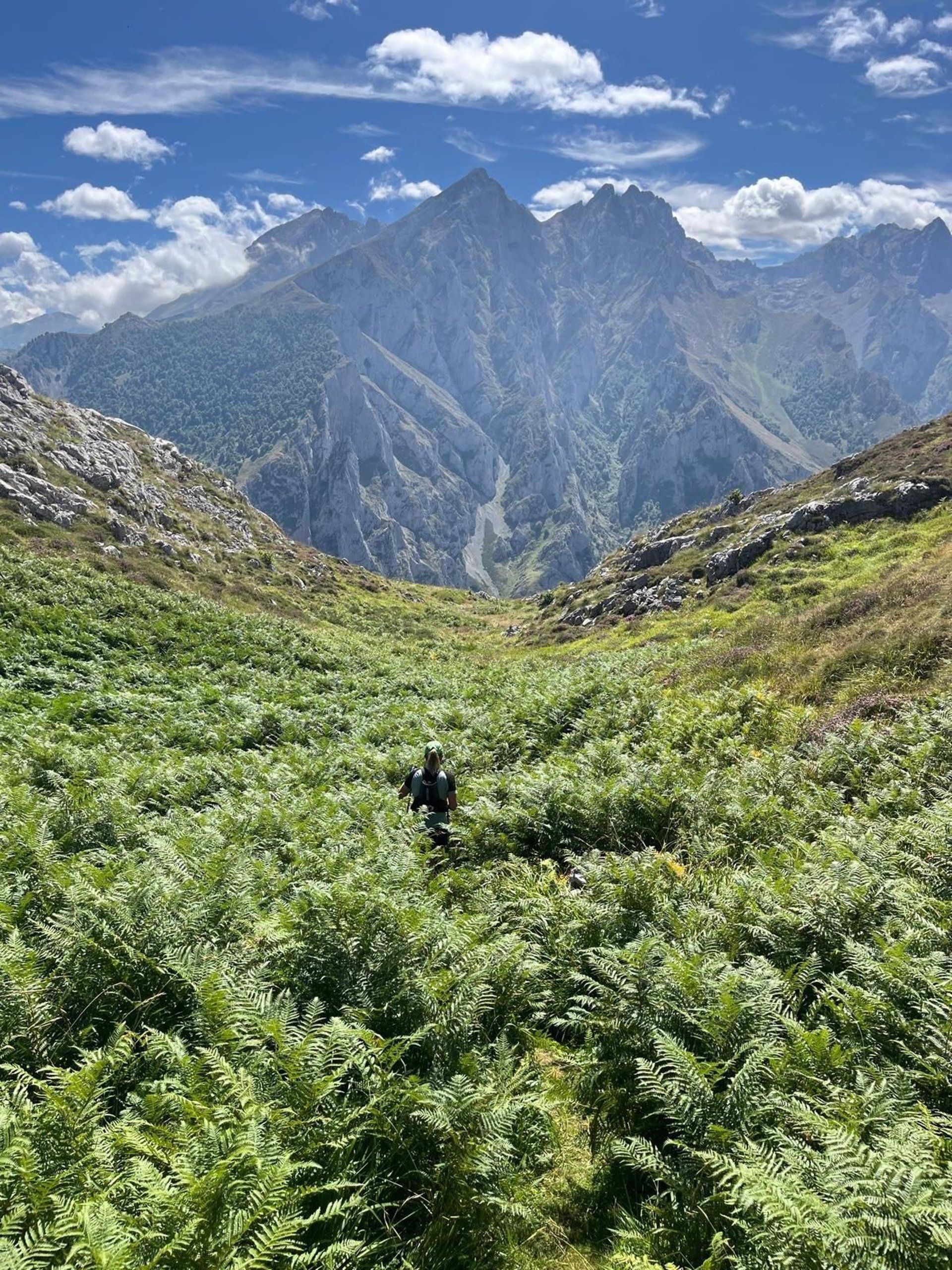 Un sendero del Parque de Picos de Europa en León lleno de vegetación. | L.N.C.