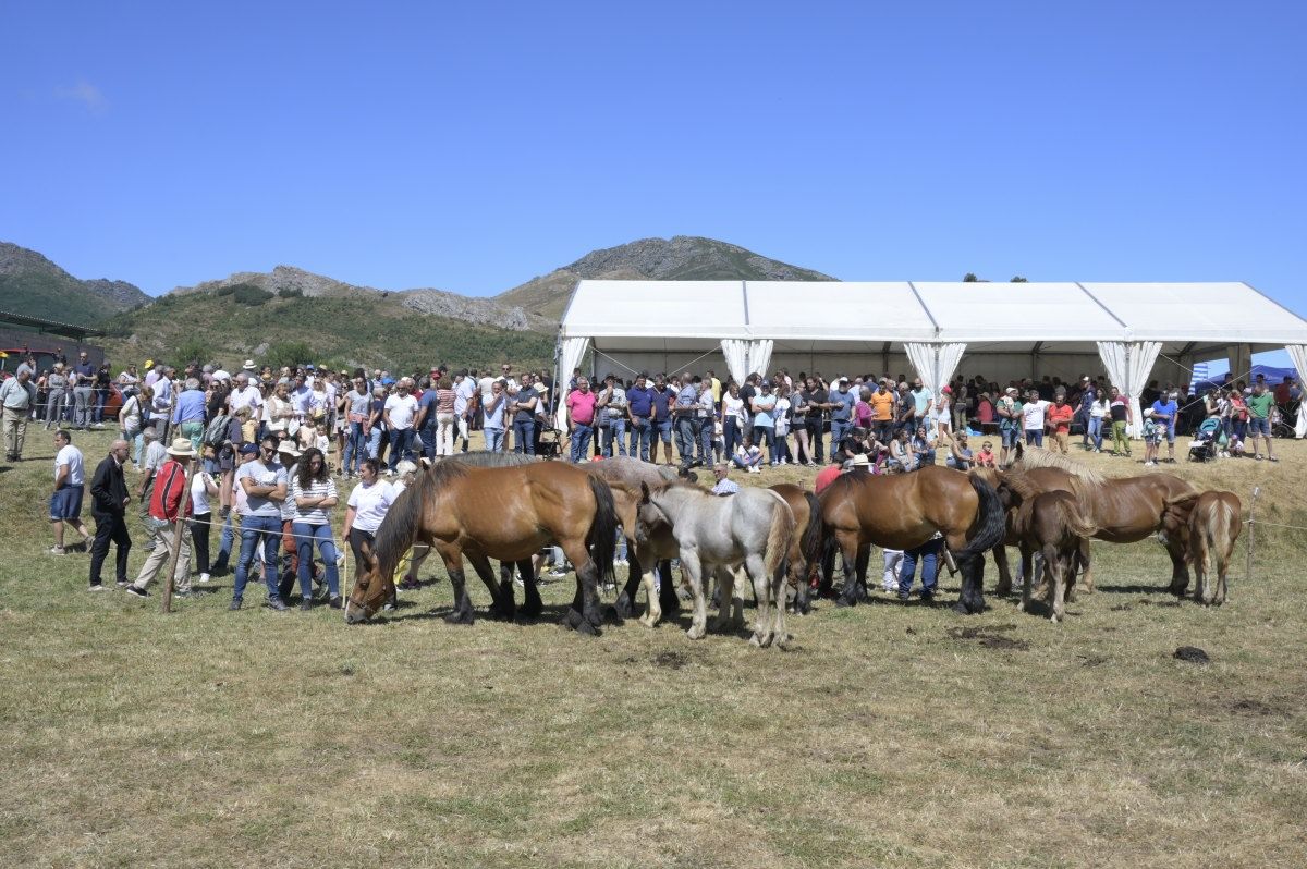 Feria del caballo Hispano Breton de San Emiliano 06 Feria del caballo Hispano Breton de San Emiliano 06