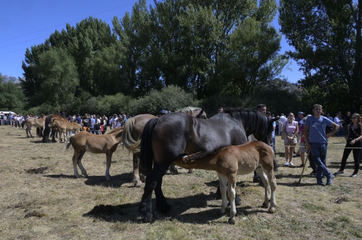 Feria del caballo Hispano Breton de San Emiliano 07 Feria del caballo Hispano Breton de San Emiliano 07