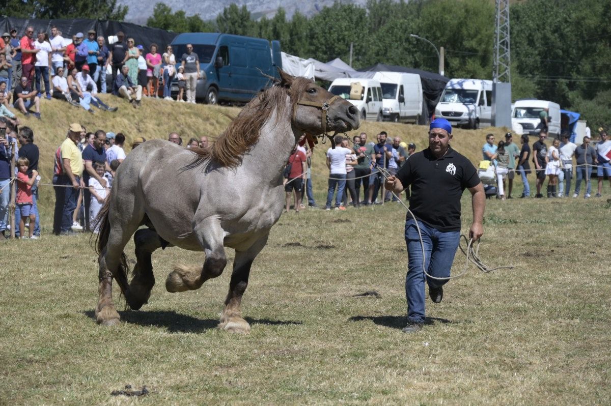 Feria del caballo Hispano Breton de San Emiliano 14 Feria del caballo Hispano Breton de San Emiliano 14