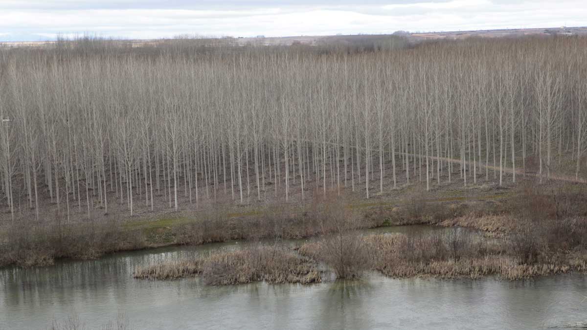 Chopera de Valencia de Don Juan al paso del río Esla por la localidad, uno de los puntos de mayor producción de madera de chopo. | DANIEL MARTÍN