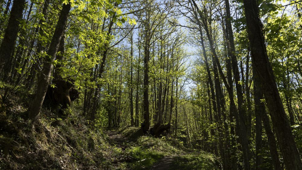 Soto de castaños de Villar de los Barrios, nombrado Bosque del año en España 2024. | César Sánchez (Ical)