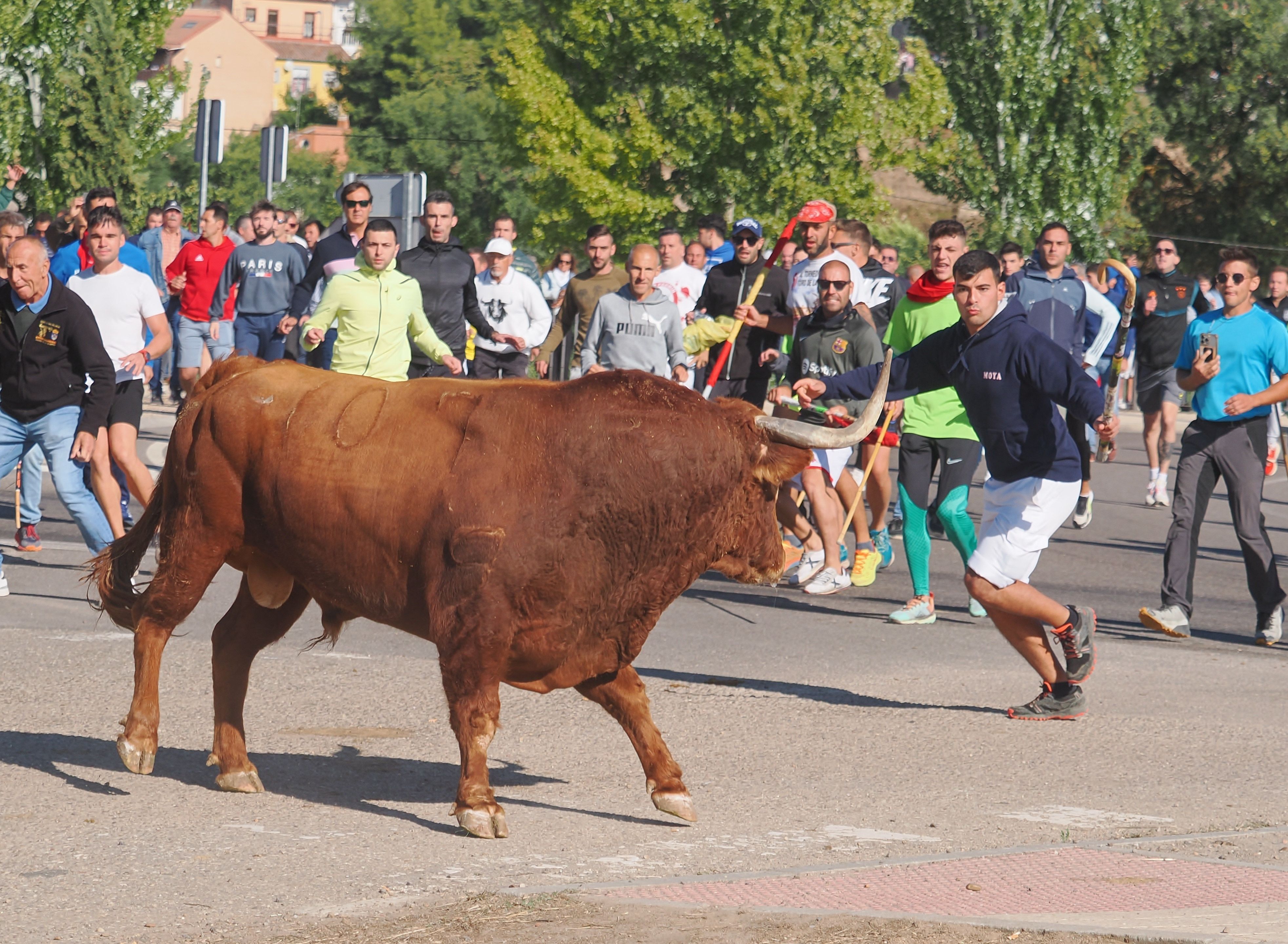 toro de la vega 2024 08 toro de la vega 2024 08