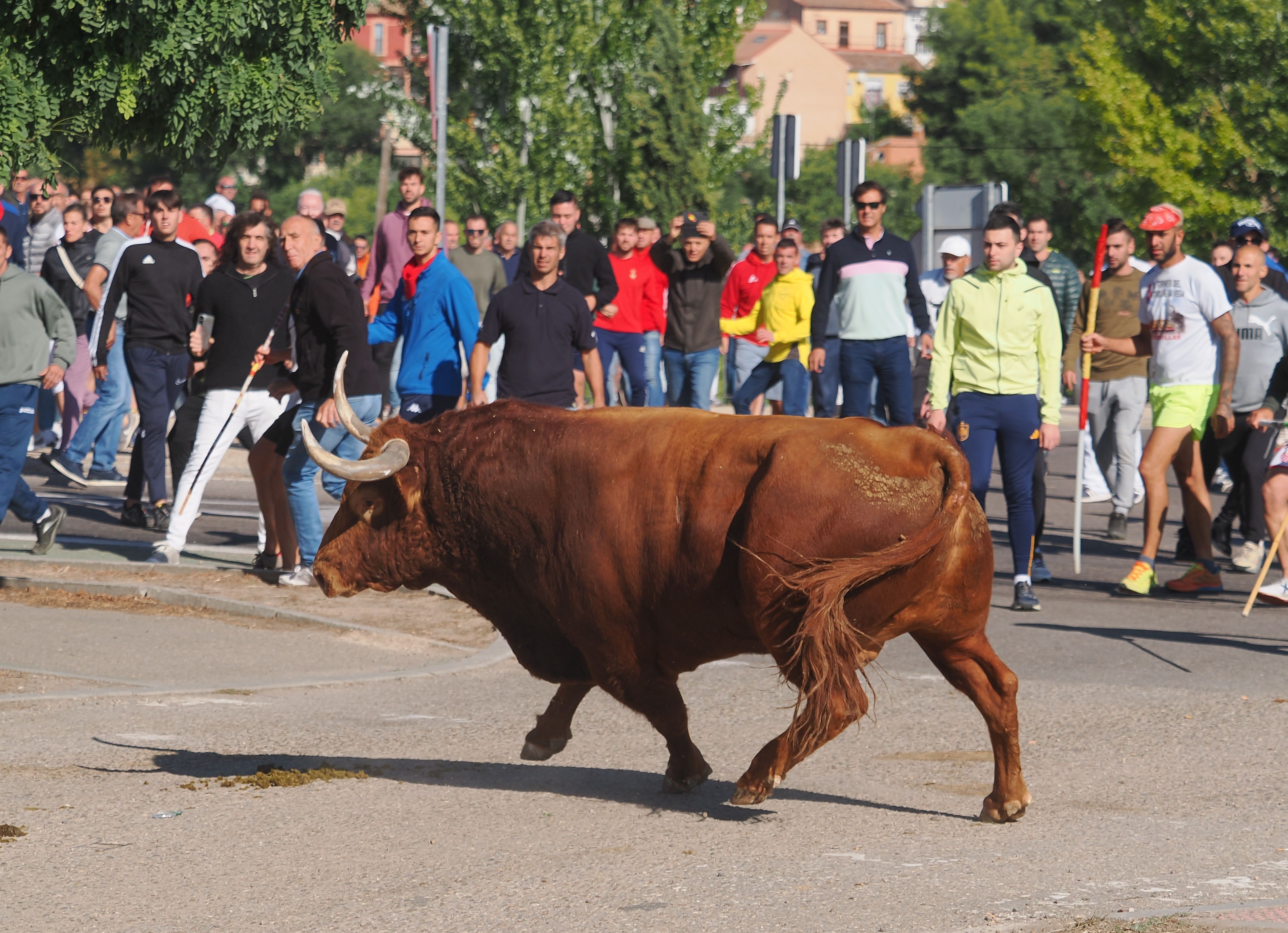 toro de la vega 2024 07 toro de la vega 2024 07
