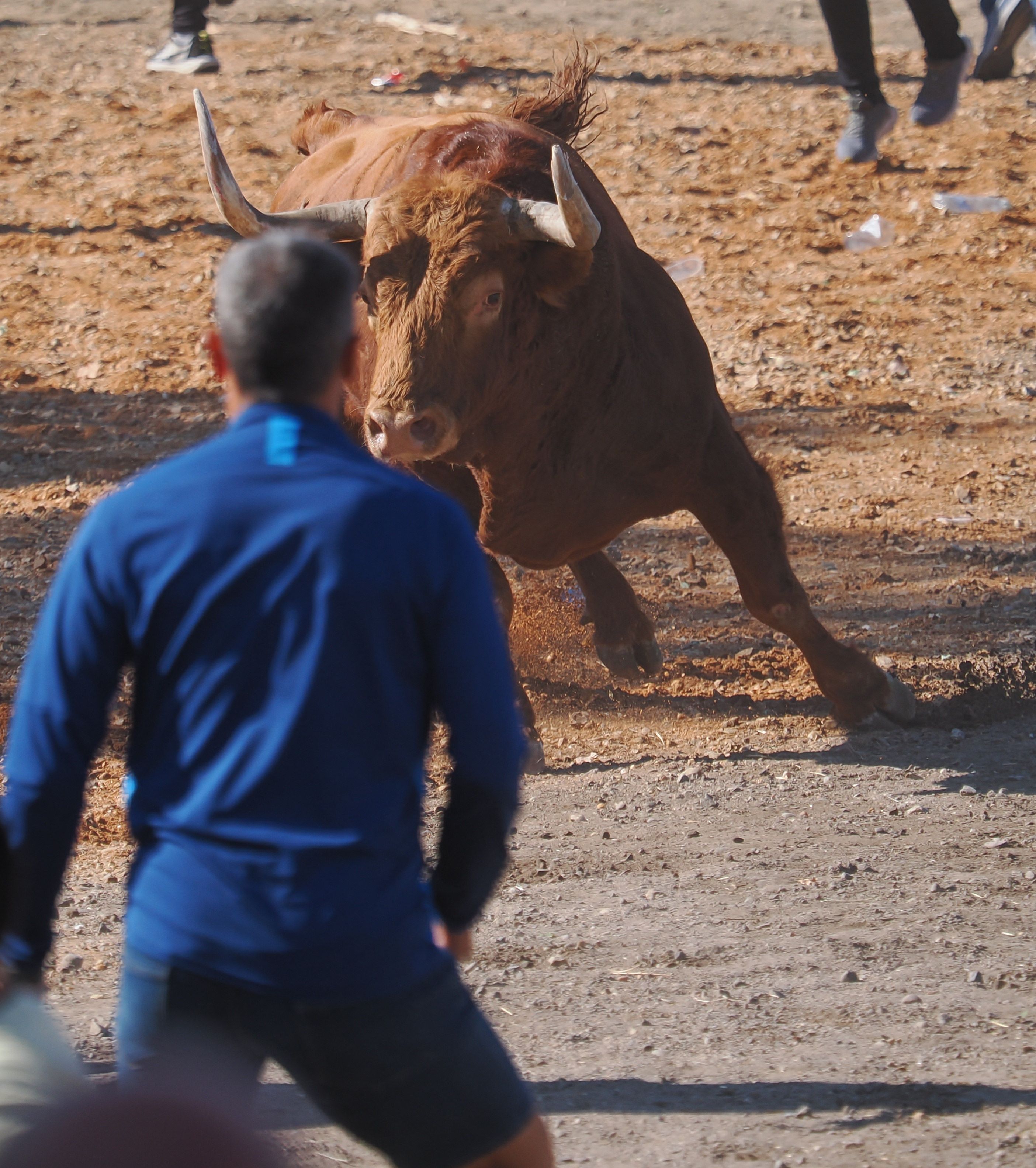 toro de la vega 2024 06 toro de la vega 2024 06