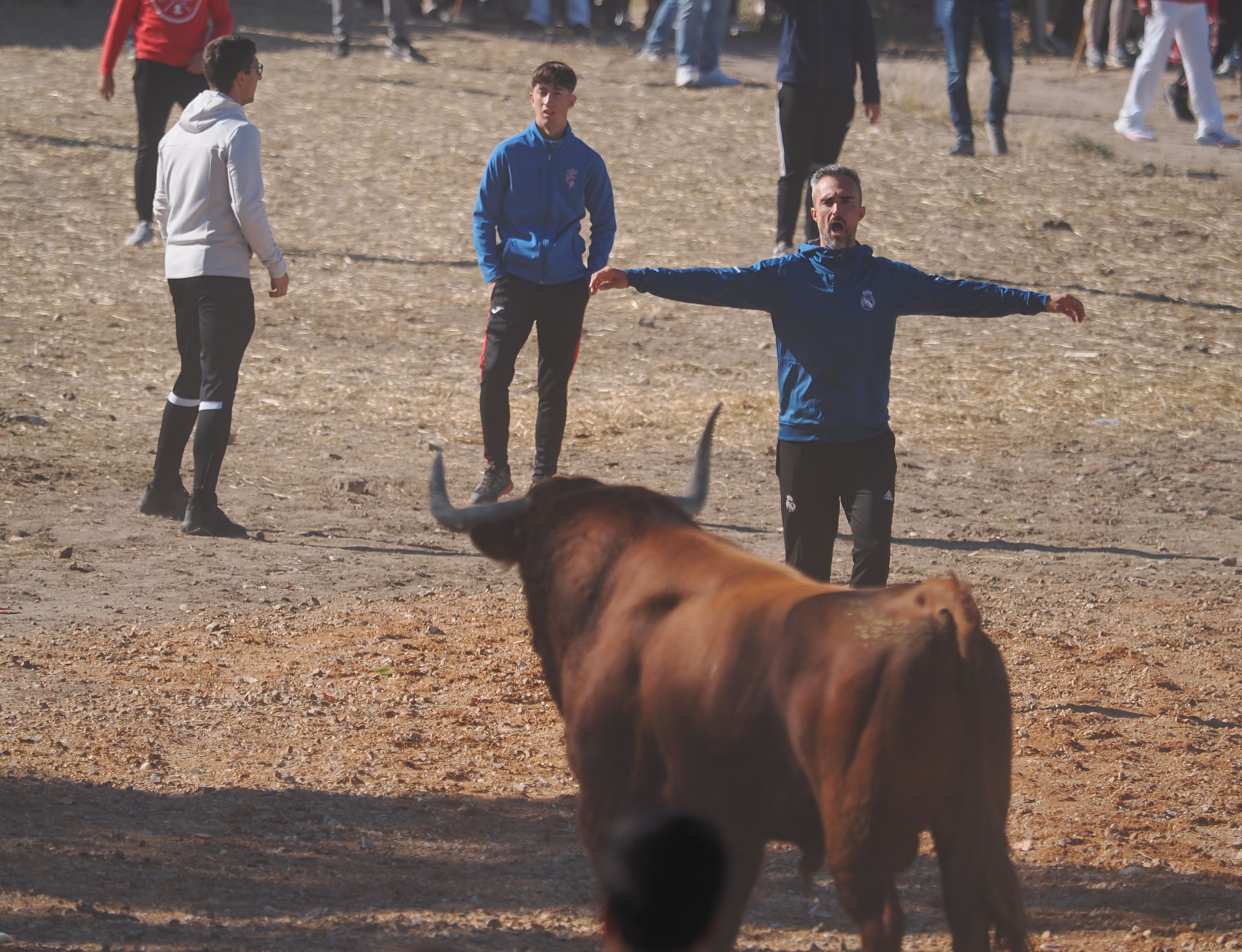 toro de la vega 2024 05 toro de la vega 2024 05