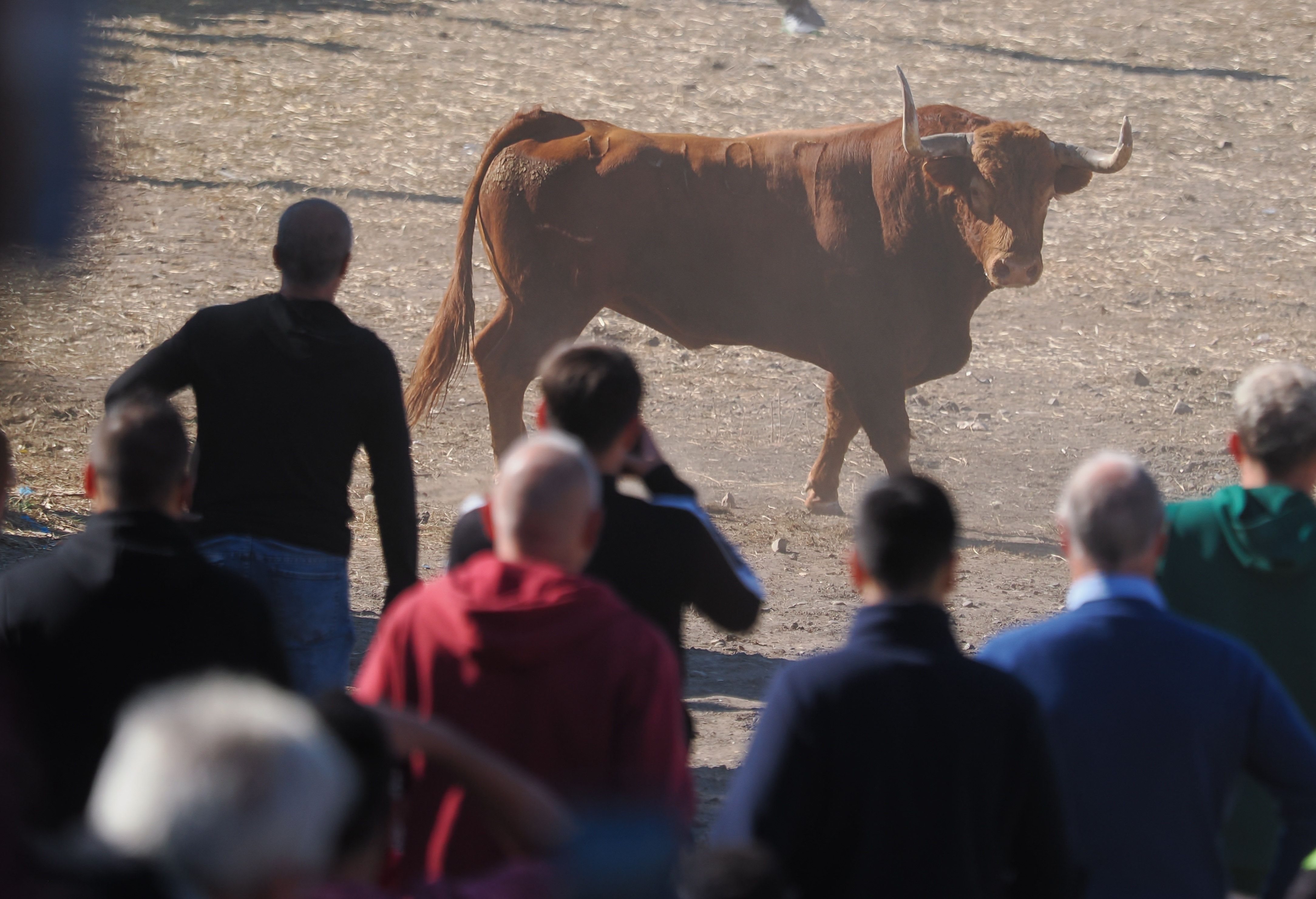 toro de la vega 2024 04 toro de la vega 2024 04