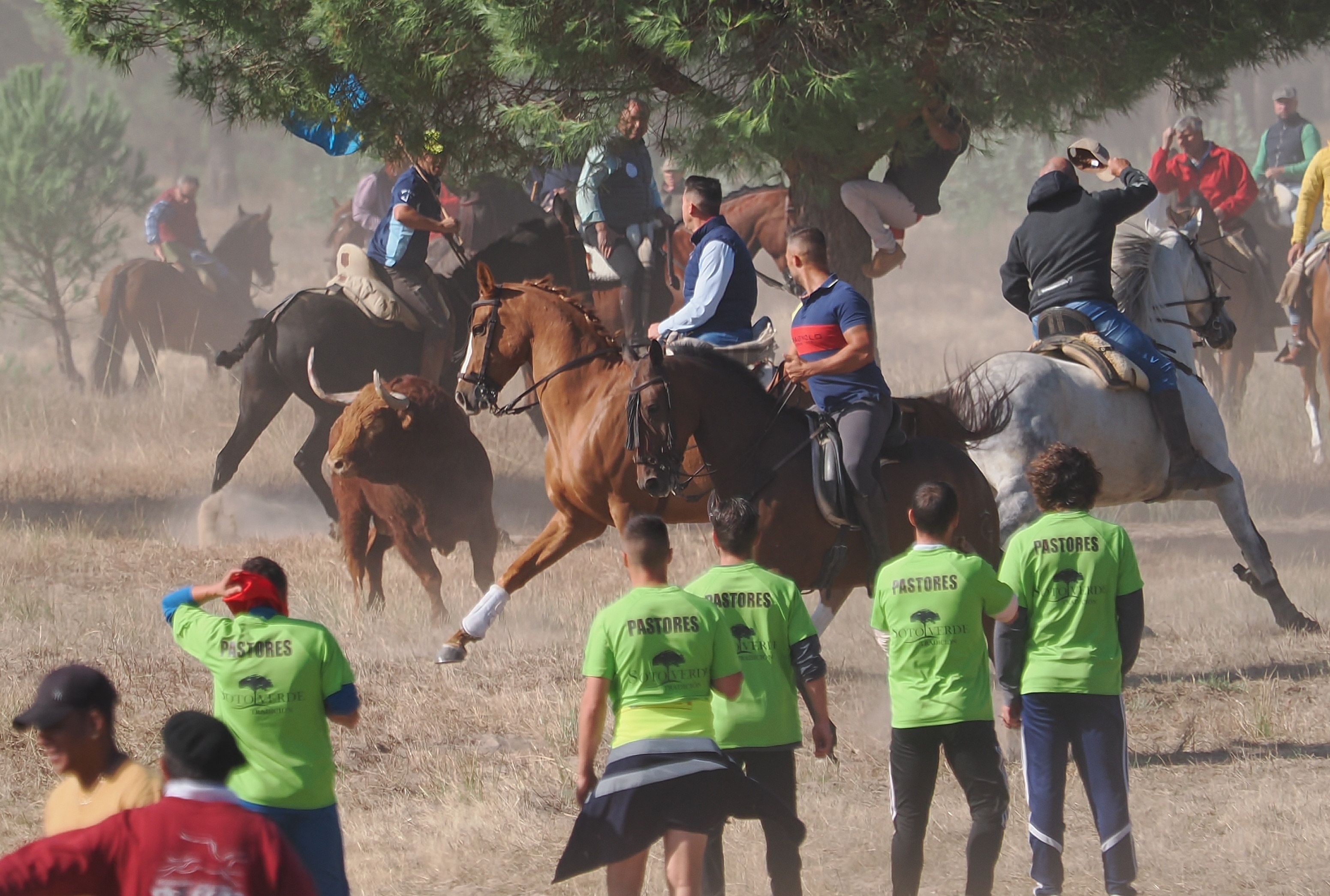 toro de la vega 2024 03 toro de la vega 2024 03