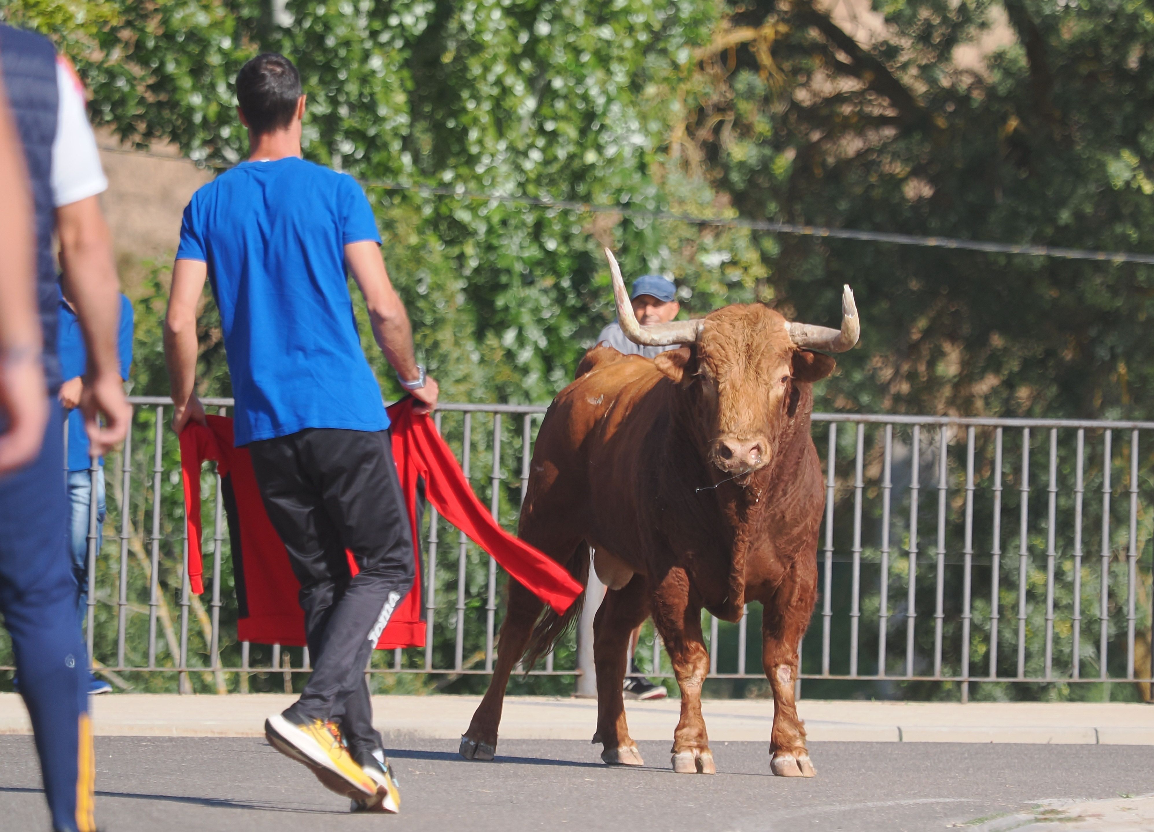 toro de la vega 2024 02 toro de la vega 2024 02