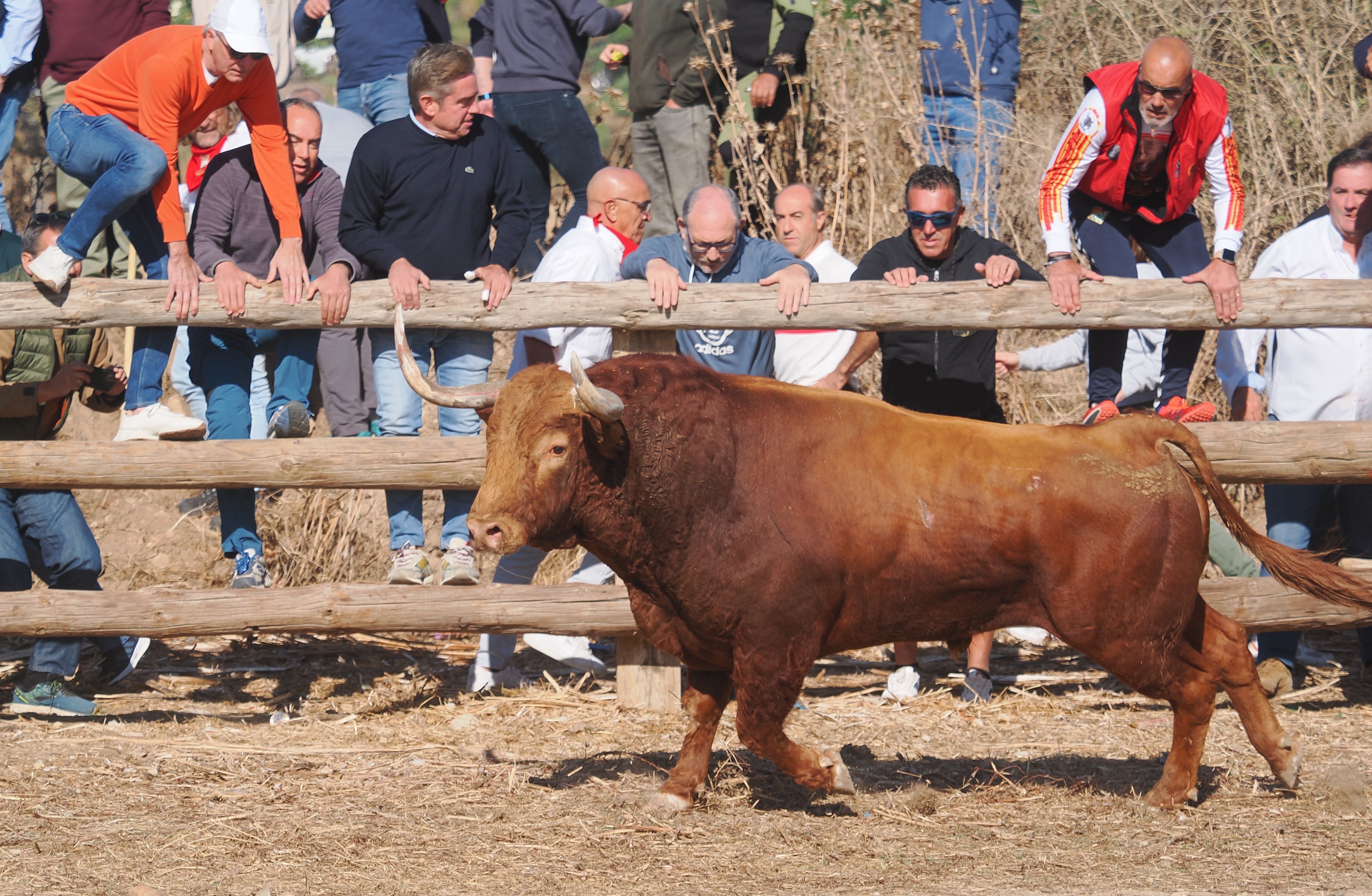 toro de la vega 2024 01 toro de la vega 2024 01