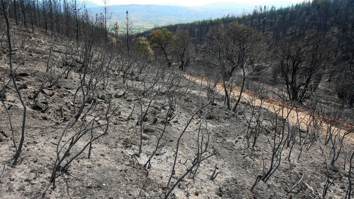 Así quedó el monte Pajariel tras el incendio de 2012. | CÉSAR SÁNCHEZ (ICAL)