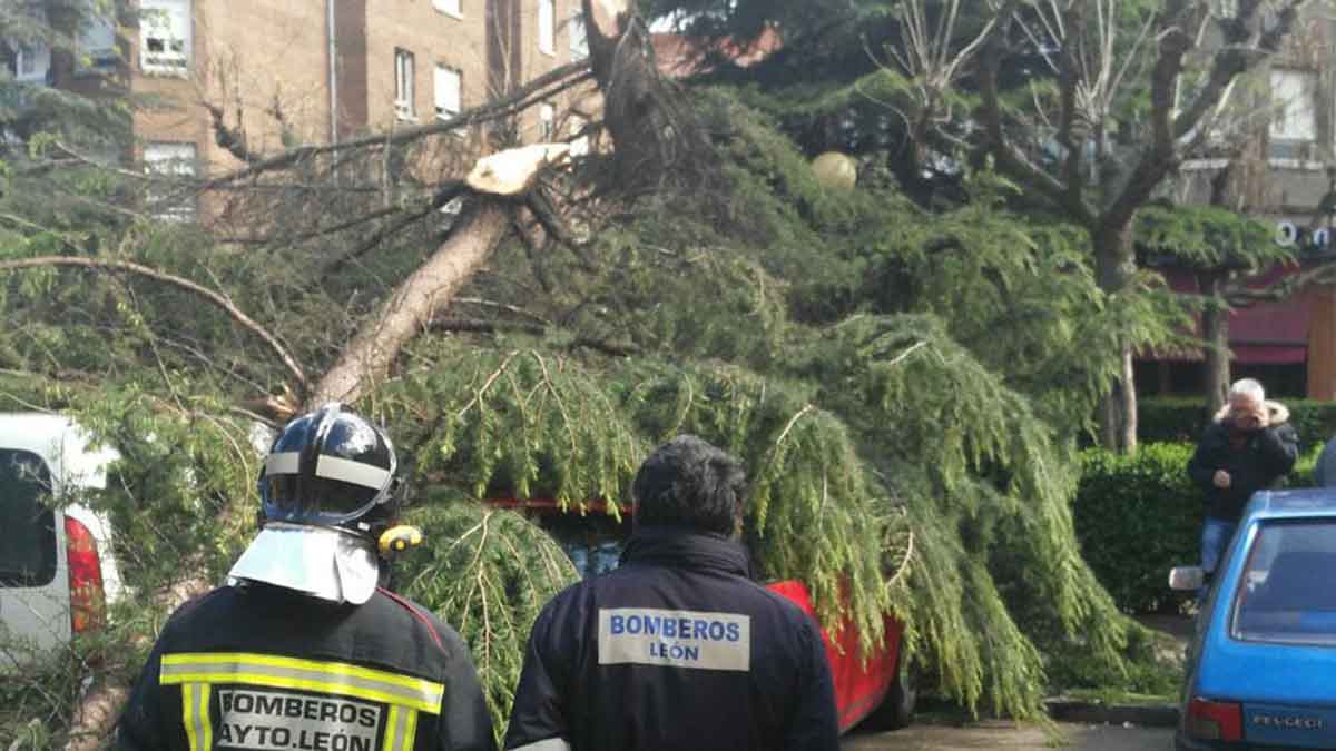 Los Bomberos de León tuvieron que actuar para retirar el árbol caído. | L.N.C.