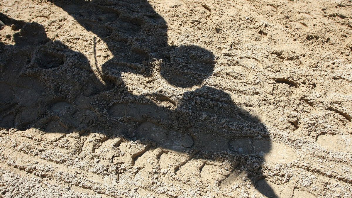 Camponaraya acoge más de un centenar de caballos de 40 ganaderías. | C.S. (ICAL) Camponaraya acoge más de un centenar de caballos de 40 ganaderías. | C.S. (ICAL)