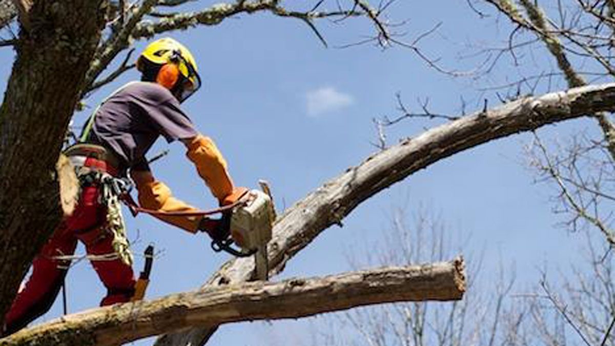 Trepa y poda, empresa asentada en San Cristóbal de Valdueza.