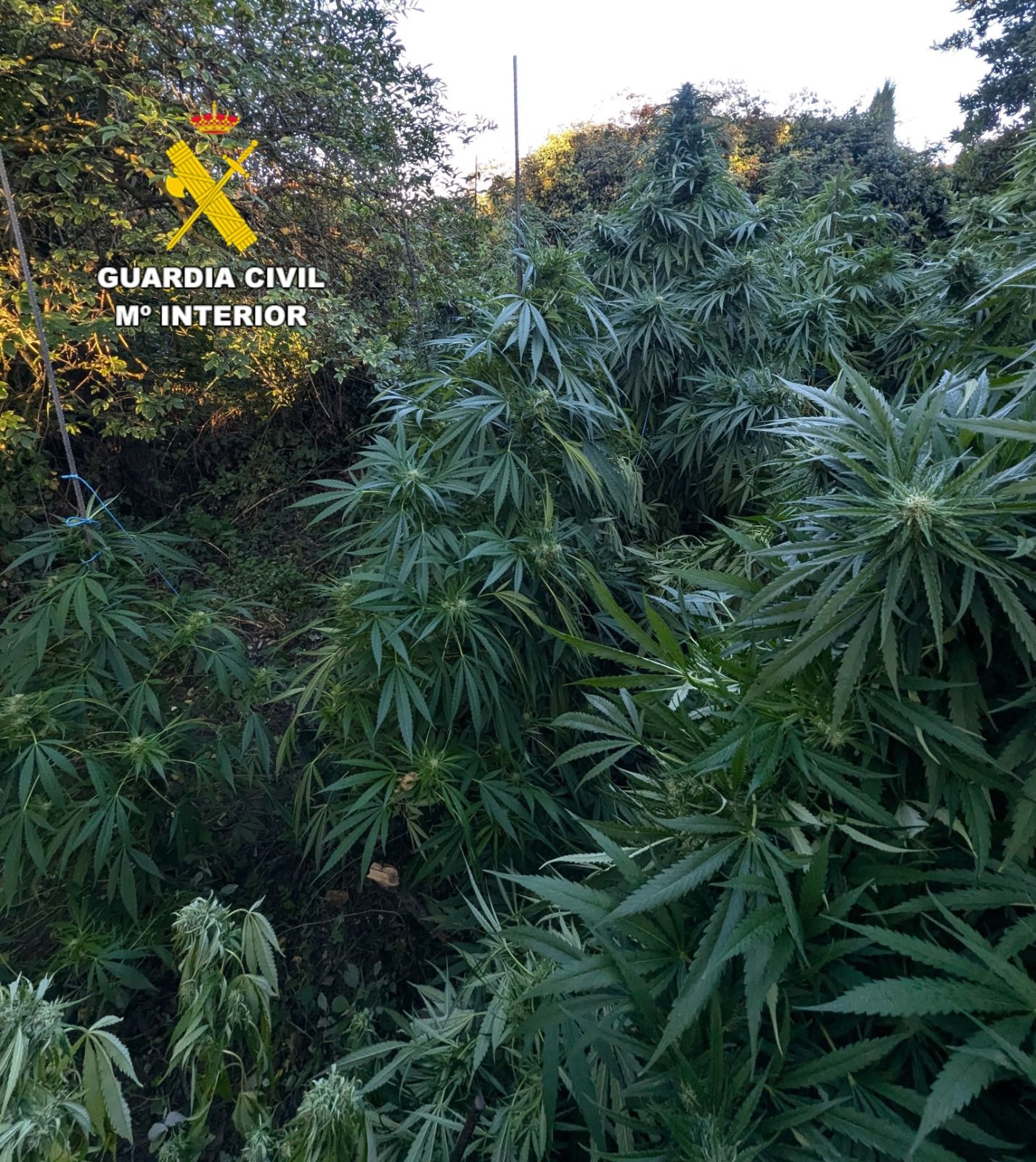 Plantación de marihuana en Vilecha. | GUARDIA CIVIL