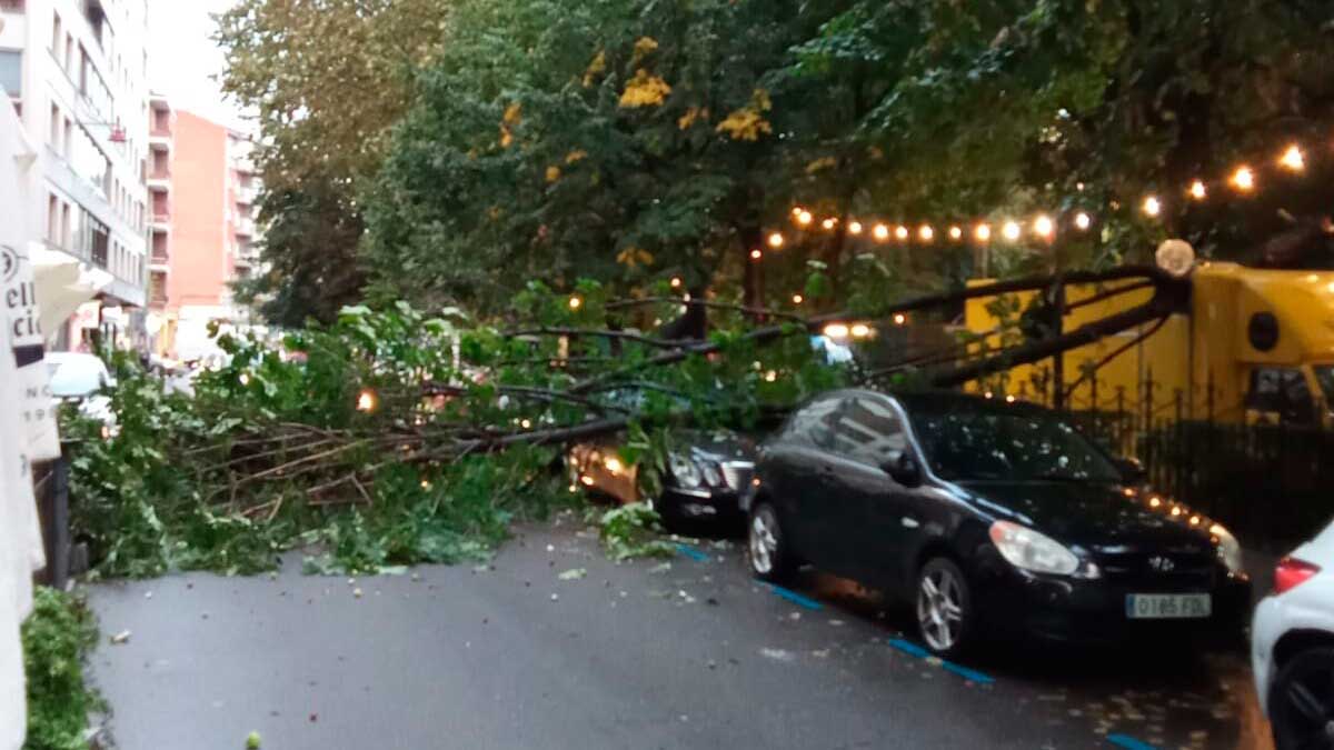 Cae un árbol en el parque San Francisco de León. | CHEMA