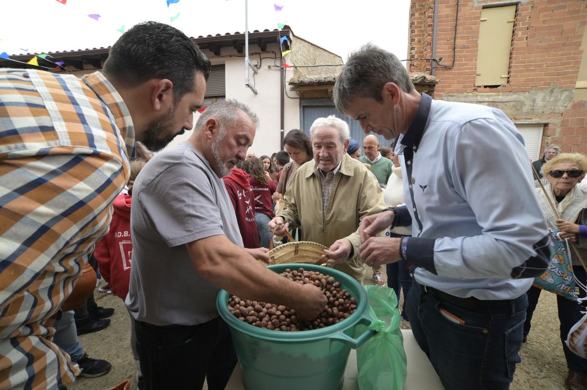 Lluvia de avellanas de La Cañamona. Lluvia de avellanas de La Cañamona.