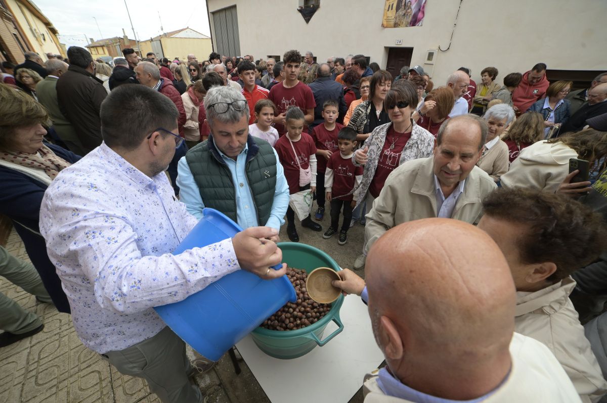 Lluvia de avellanas de La Cañamona. Lluvia de avellanas de La Cañamona.