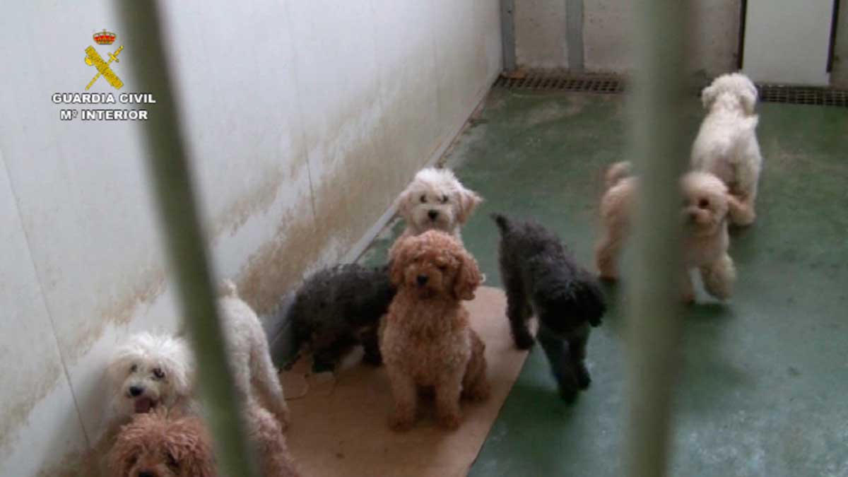 12-05-16--perros-burgos4.jpg