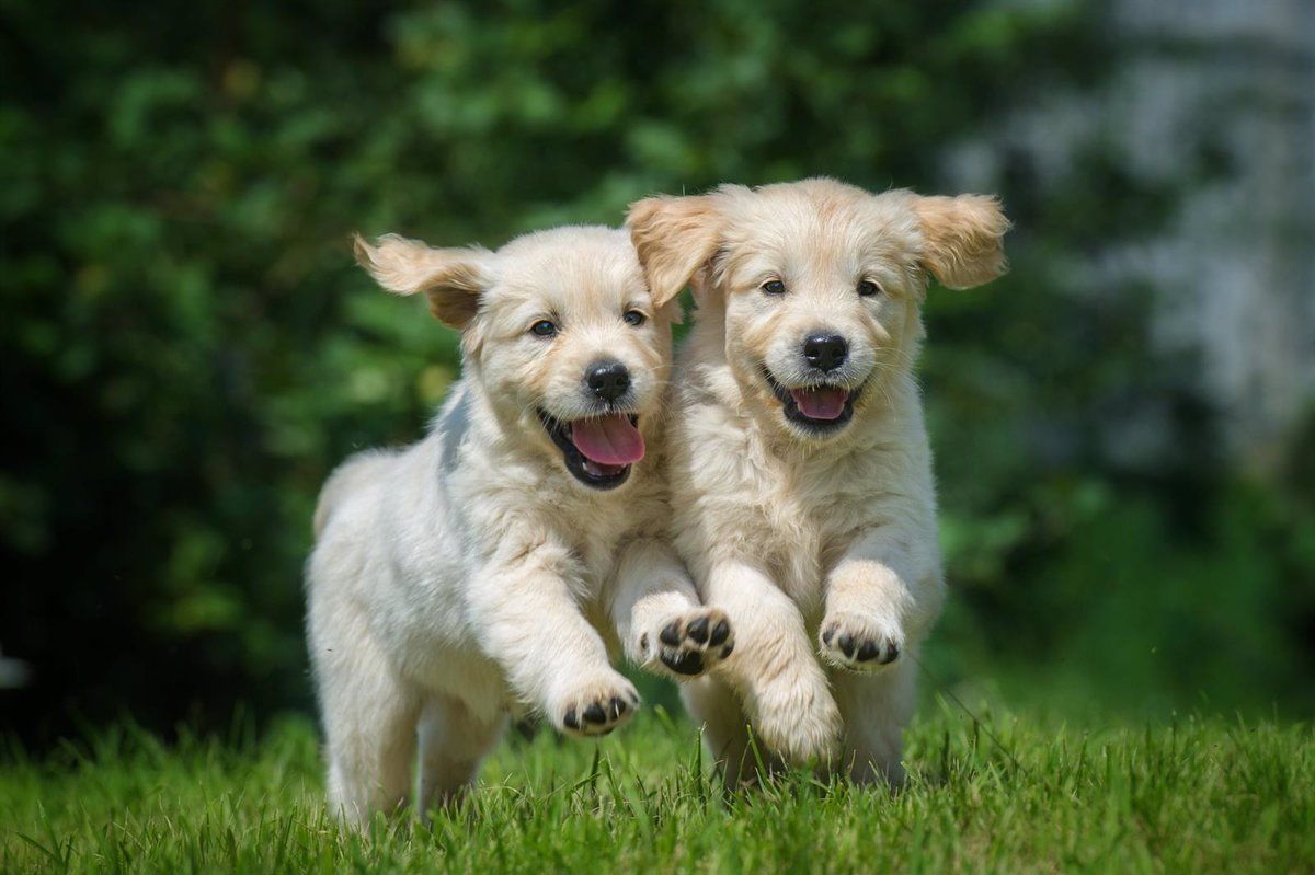 Dieta BARF para Perros. | EP