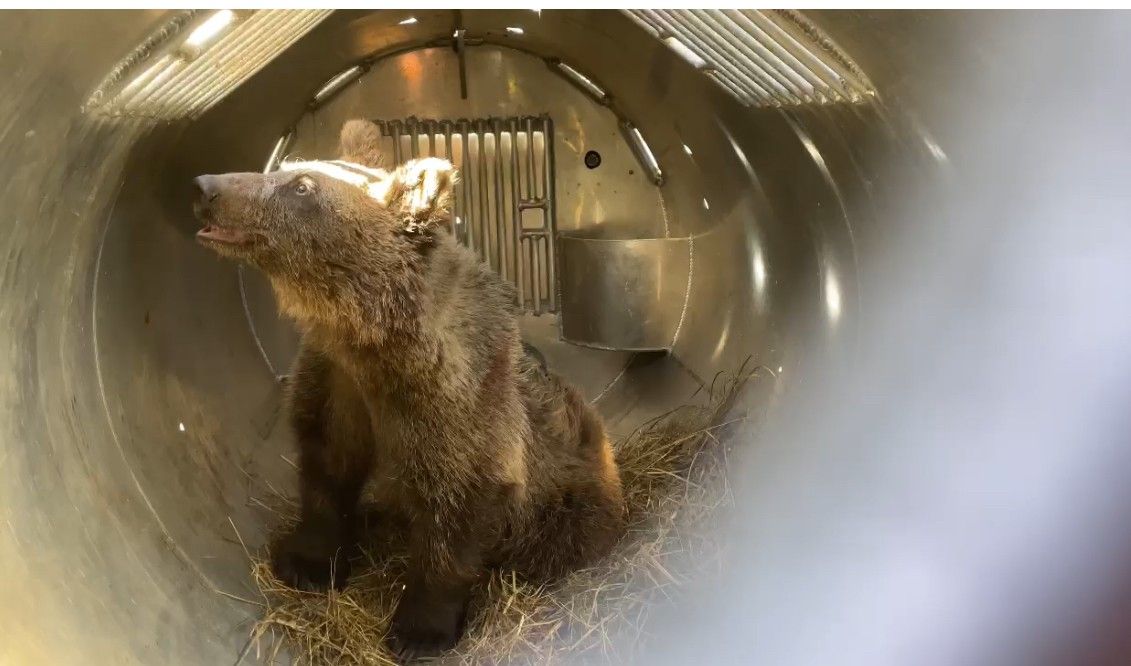 Cova ha estado las últimas semanas en Valsemana. | PRINCIPADO DE ASTURIAS