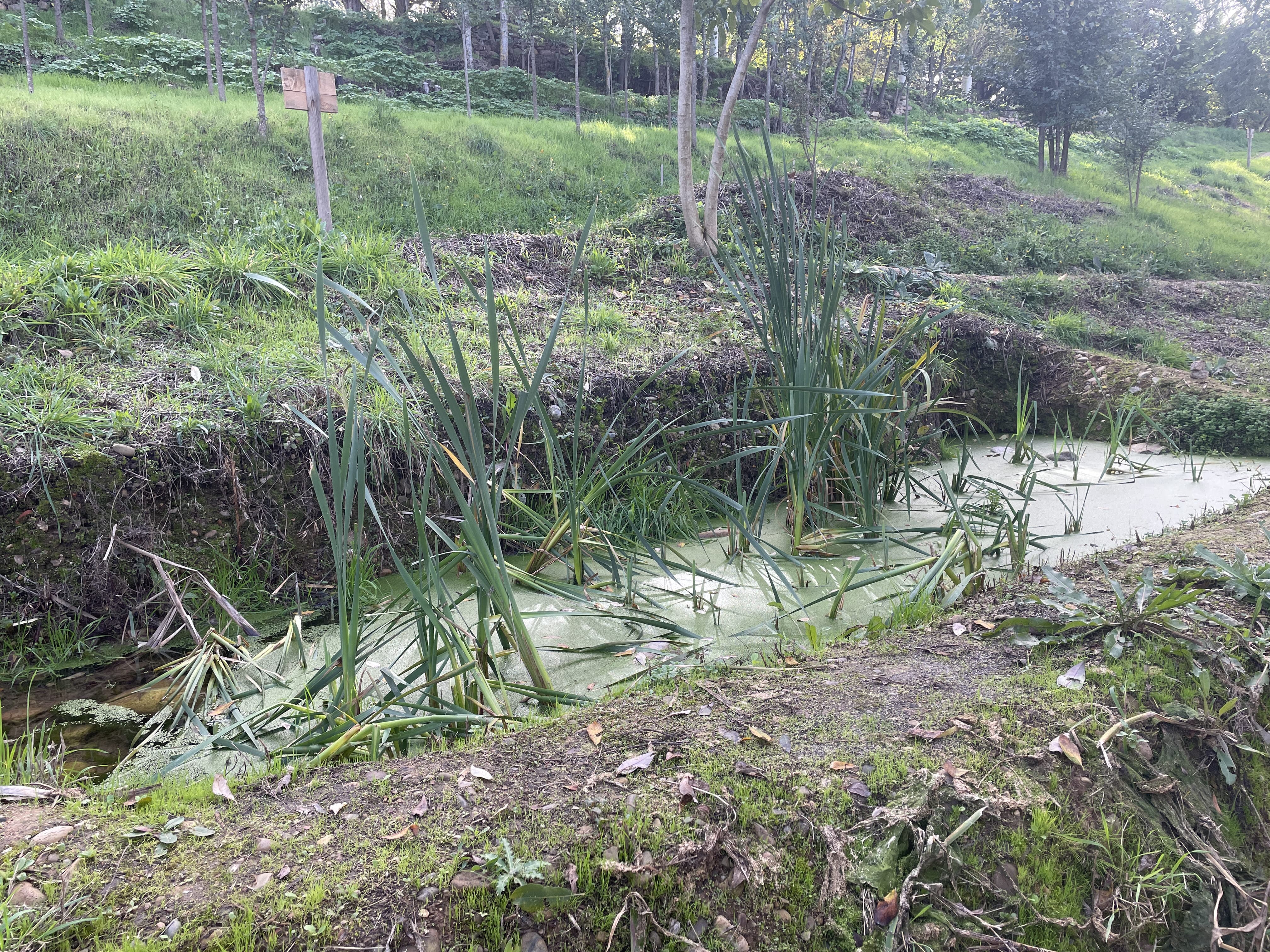 Nueva apariencia de la ladera del Parque del Plantío. | JAVIER FERNÁNDEZ Nueva apariencia de la ladera del Parque del Plantío. | JAVIER FERNÁNDEZ