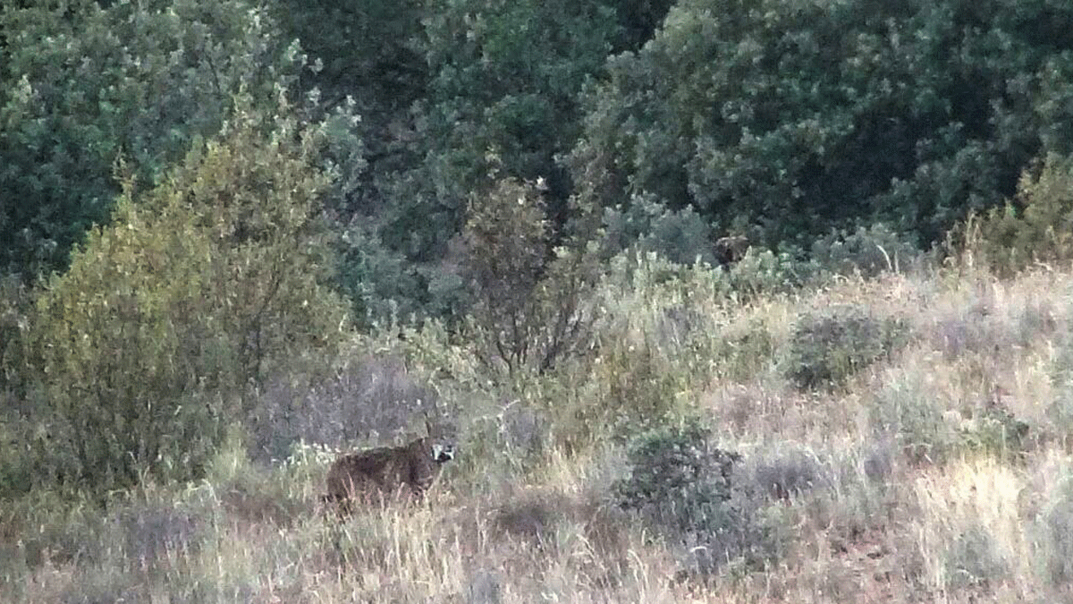 El lince ibérico ‘Kentaro’, en una imagen en Sanabria (Zamora), cuya presencia en la zona del Morredero ha sido detectada por Medio Ambiente. | ICAL