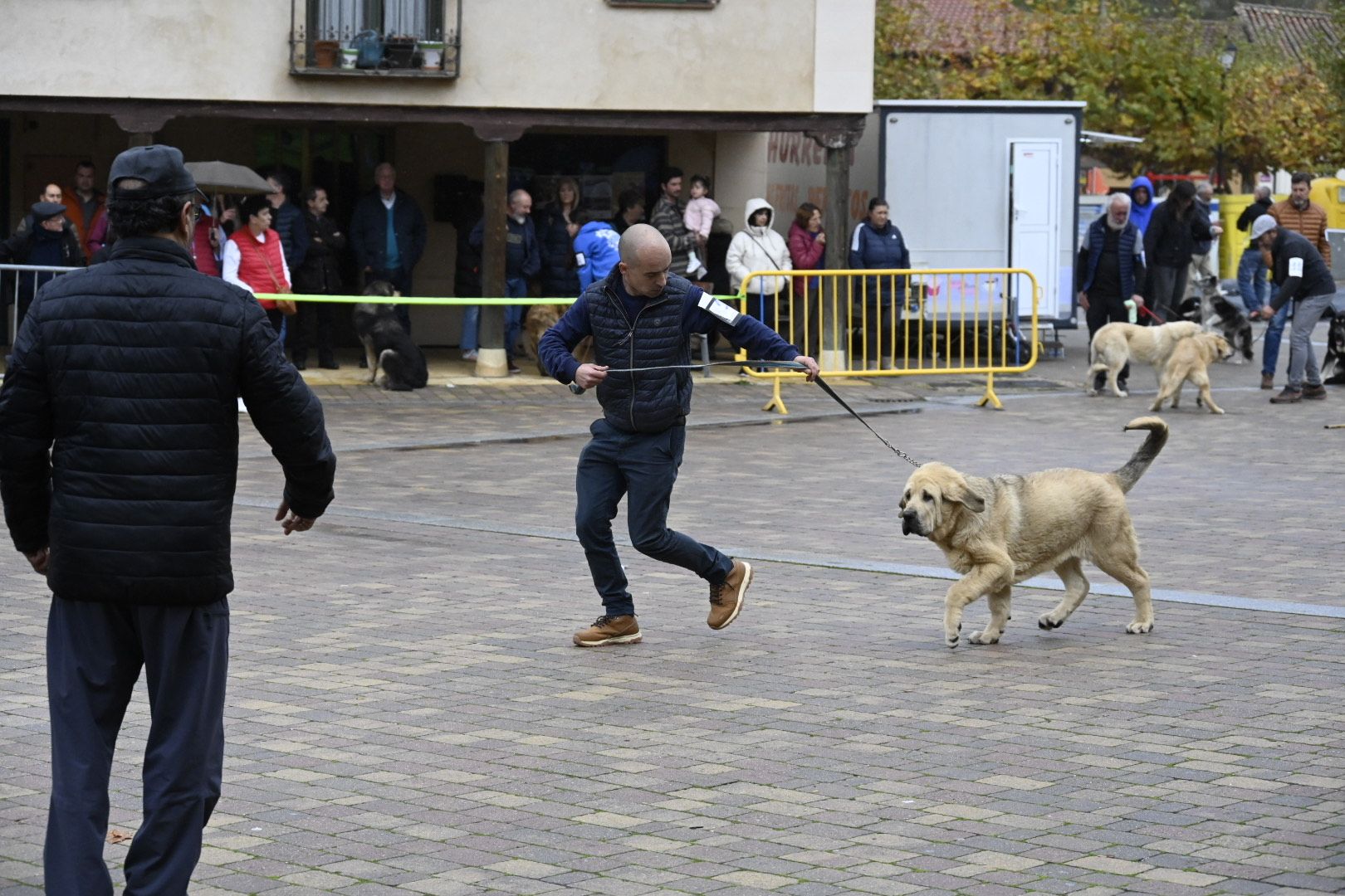 Campeonato de Mastín Leonés en Mansilla de las Mulas | SAÚL ARÉN Campeonato de Mastín Leonés en Mansilla de las Mulas | SAÚL ARÉN
