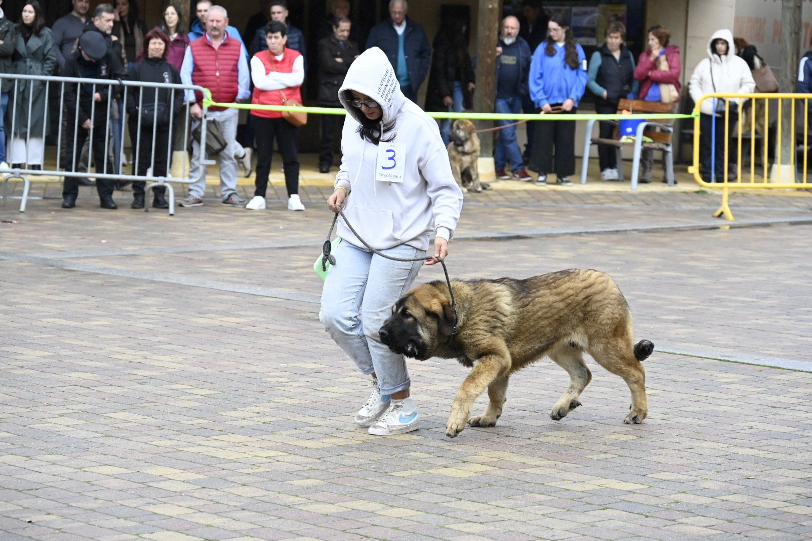 Campeonato de Mastín Leonés en Mansilla de las Mulas | SAÚL ARÉN Campeonato de Mastín Leonés en Mansilla de las Mulas | SAÚL ARÉN