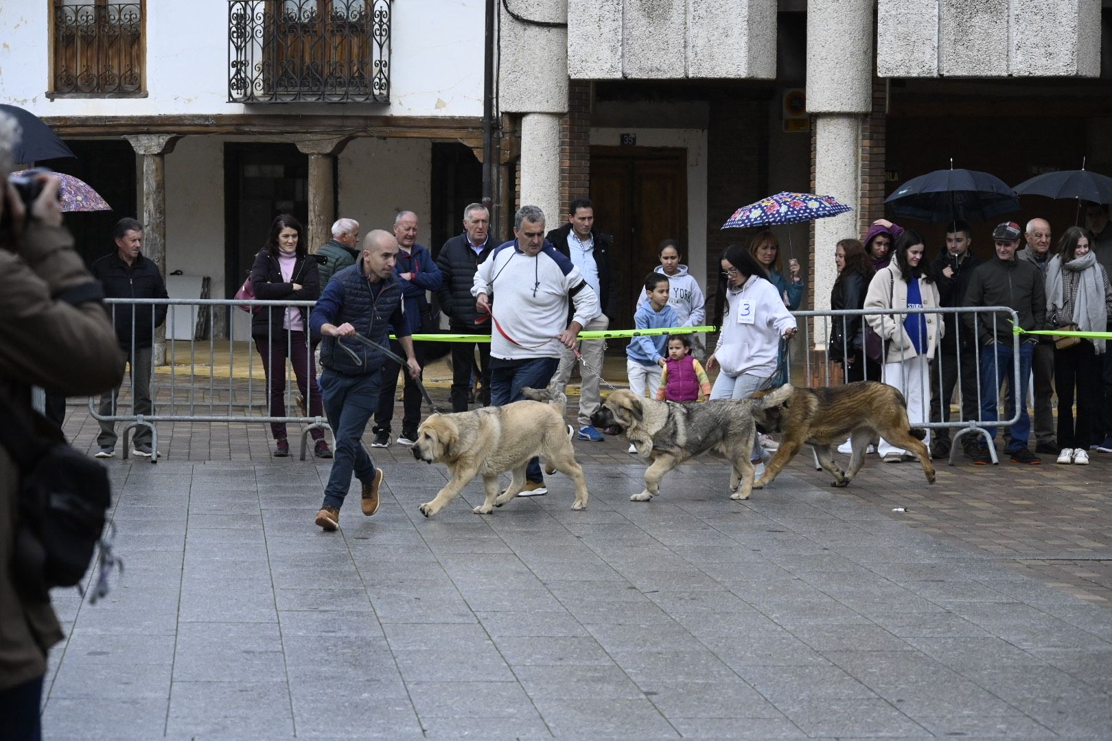 Campeonato de Mastín Leonés en Mansilla de las Mulas | SAÚL ARÉN Campeonato de Mastín Leonés en Mansilla de las Mulas | SAÚL ARÉN