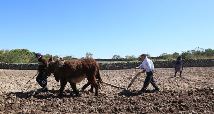 Adolfo Garzón de 80 años y su y su hijo Ángel, aran con las burras de la raza asno zamorano, 'Pinga' y 'Bonita', para plantar patatas en su finca de La Asomada en Villalcampo (Zammora). | ICAL