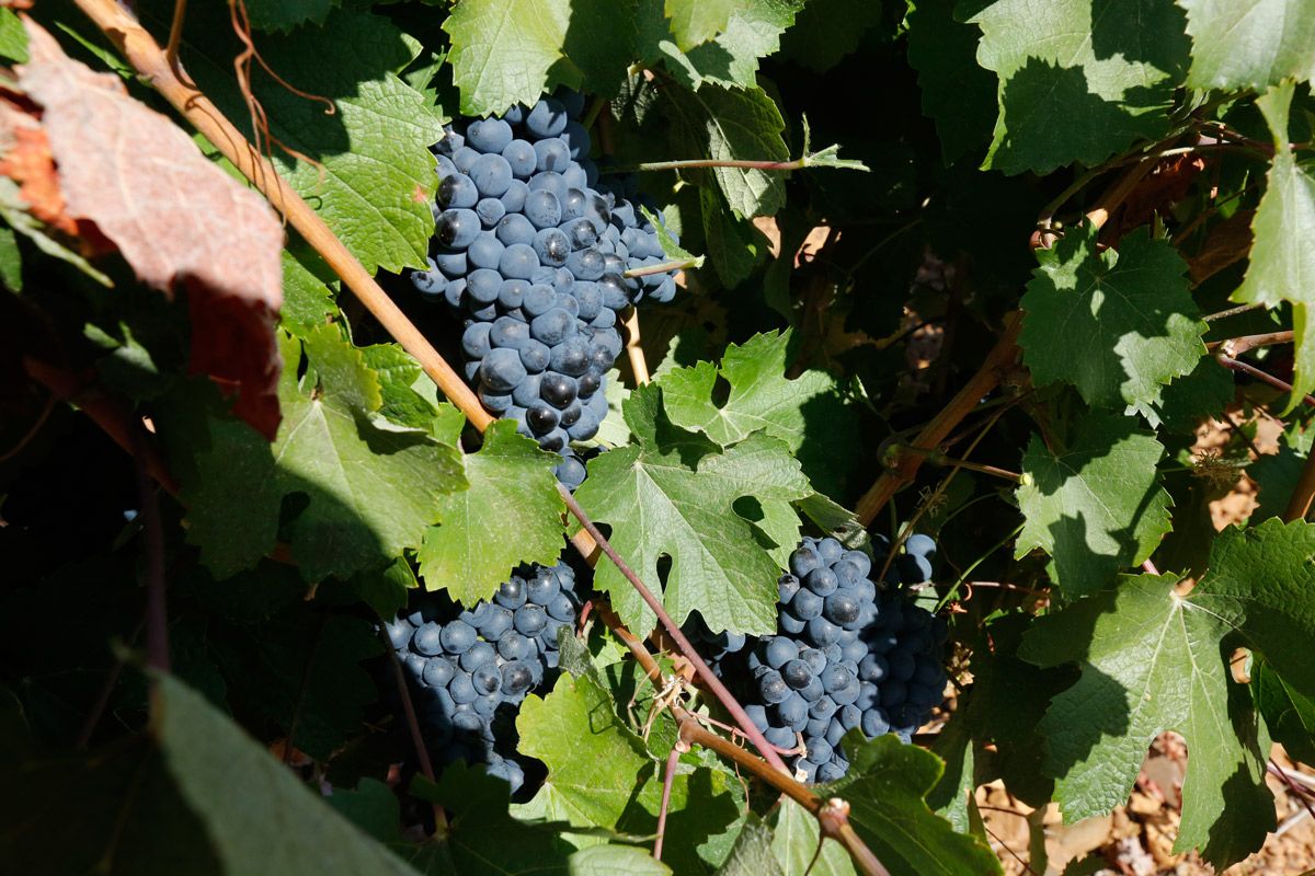 Uvas de la DO León antes de ser vendimiadas. | L.N.C.