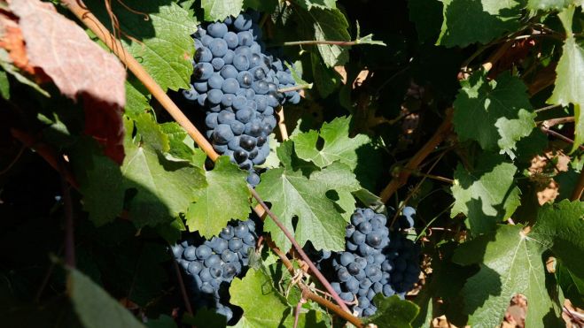 Uvas de la DO León antes de ser vendimiadas. | L.N.C. Uvas de la DO León antes de ser vendimiadas. | L.N.C.