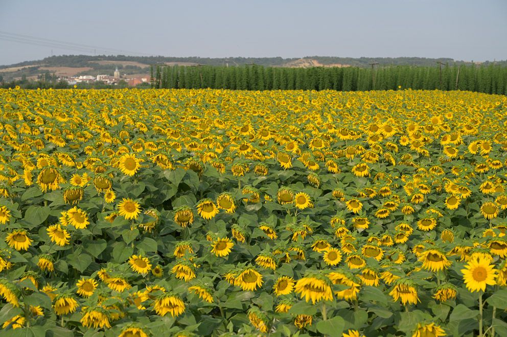 Foto de archivo de un cultivo de girasol de la provincia leonesa .  | JESÚS F. SALVADORES