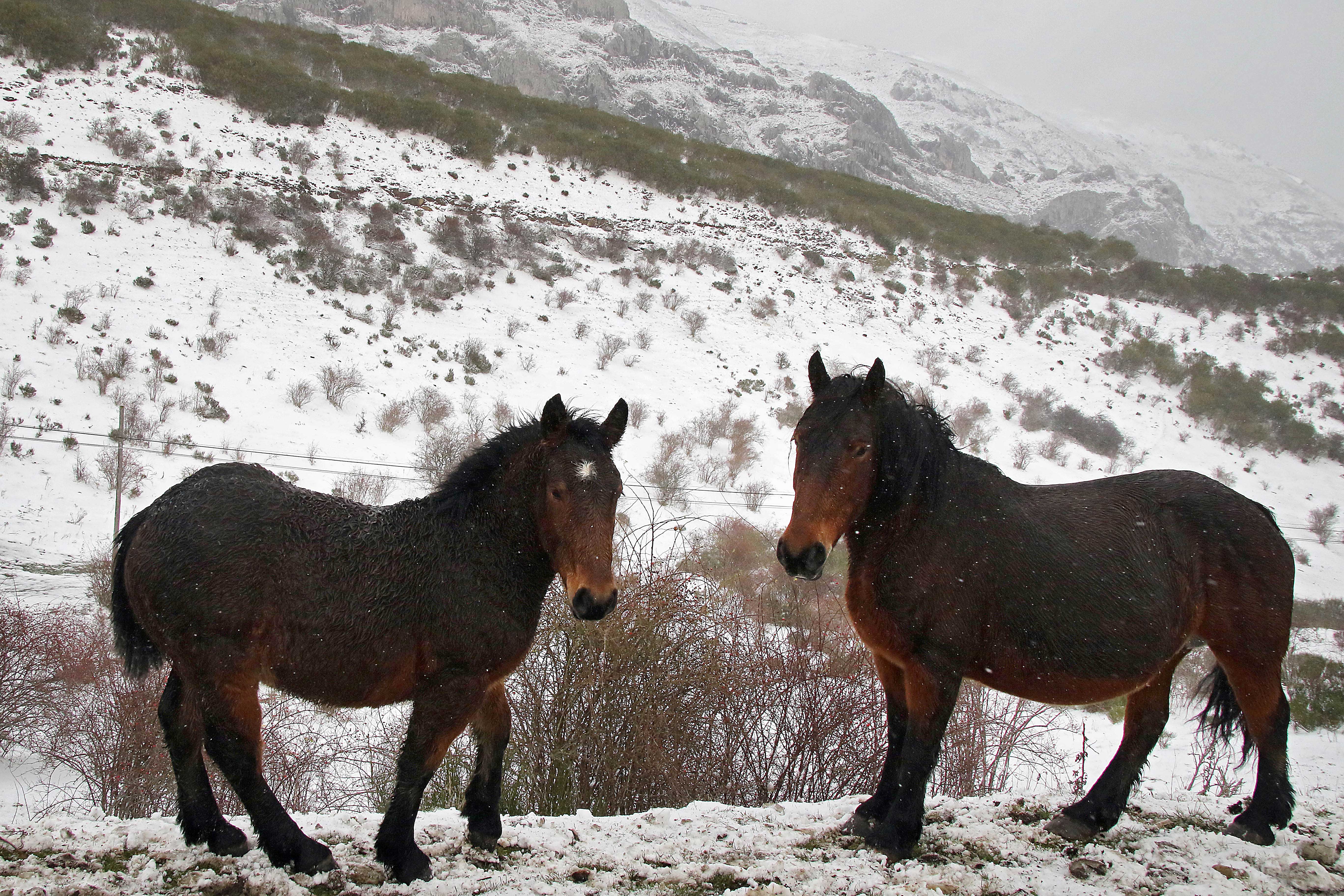 Nieve en el puerto de Pajares Nieve en el puerto de Pajares