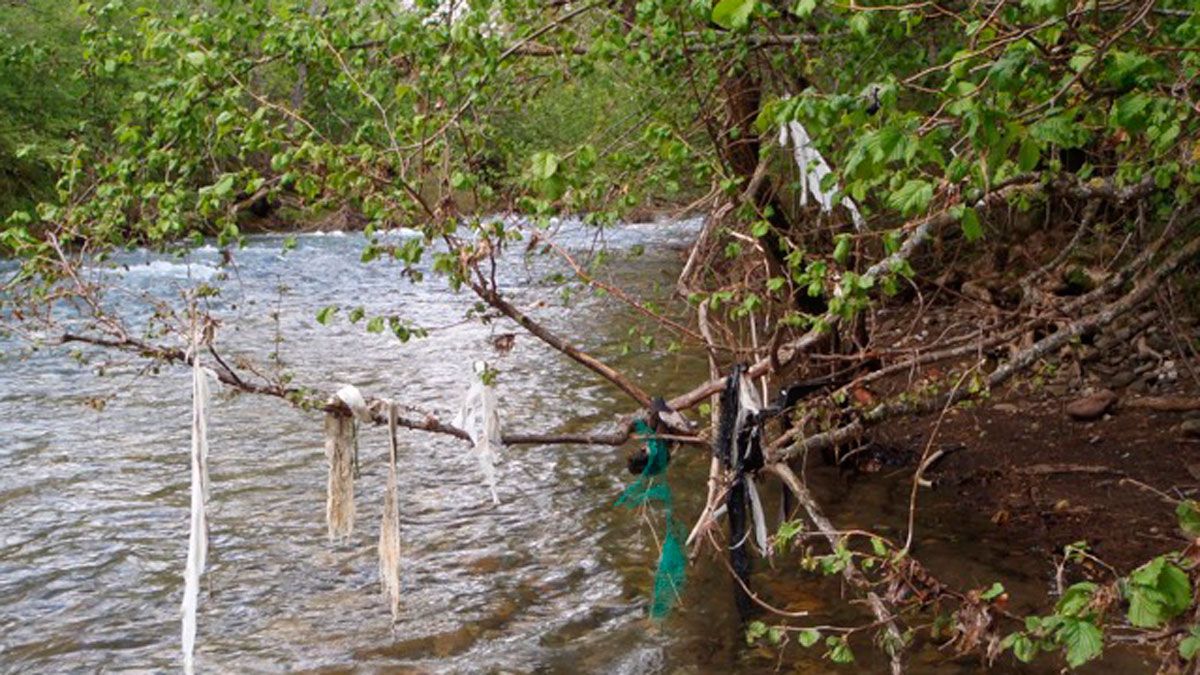 Los plásticos en la vegetación de la ribera de muchos ríos leoneses es una imagen habitual. | L.N.C.