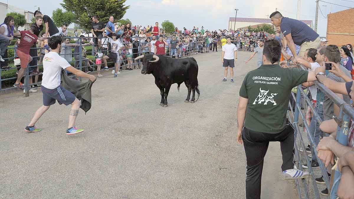 El encierro urbano de ganado bravo congrega cada año a numerosos corredores aficionados de León y Zamora. | T.G.